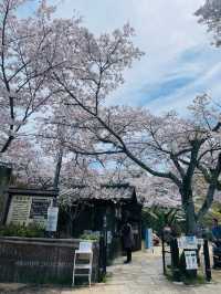 【奈良県】満開の桜と石舞台古墳を堪能！
