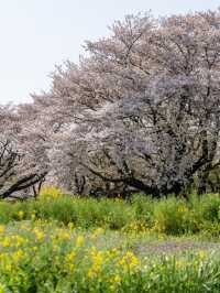 【東京都/立川市】今すぐ行きたい桜と菜の花フォトスポット