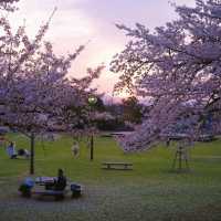 「札幌大通公園～夜櫻景緻」