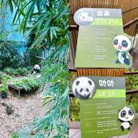 Giant Pandas Kai Kai & Jia Jia