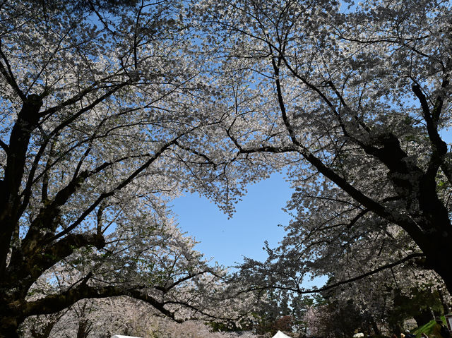 弘前公園櫻花適合春天遊玩