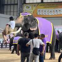 Elephant Show Nong Nooch 