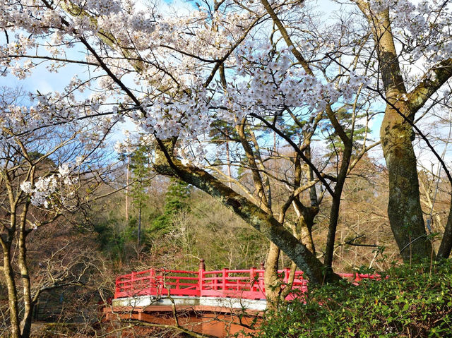 彌彥公園櫻花