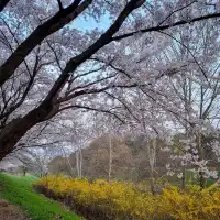 Sakura Sunsets in Seoul