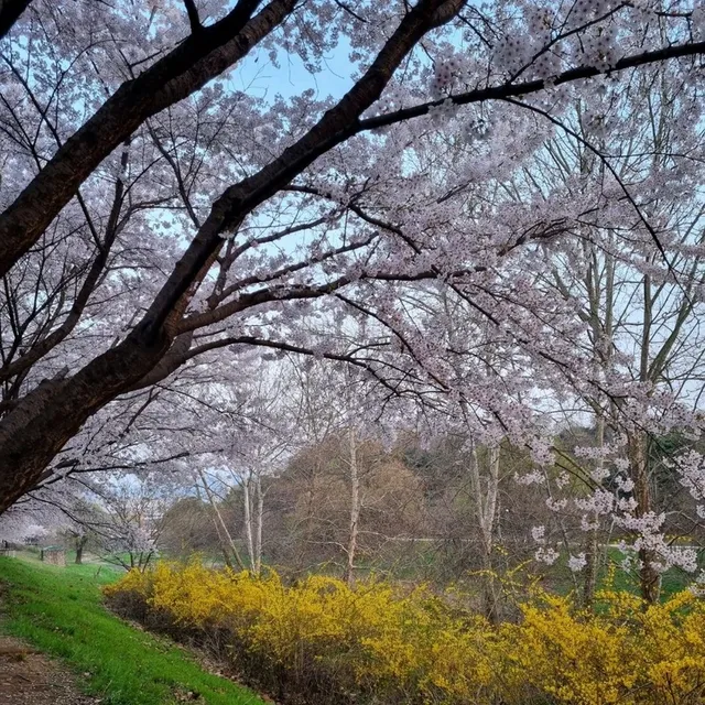 Sakura Sunsets in Seoul
