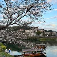 山口県岩国市　錦帯橋の桜