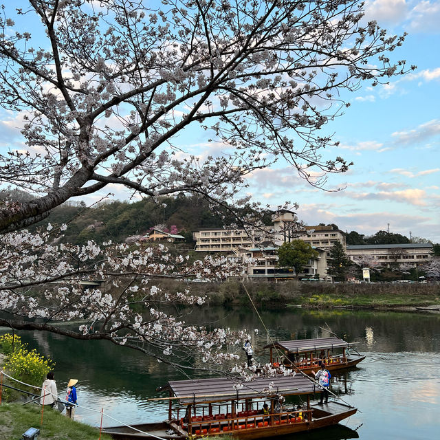 山口県岩国市　錦帯橋の桜