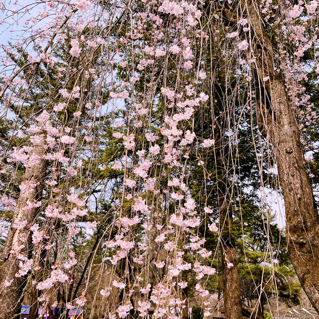 Cherry Blossoms At Nami Island
