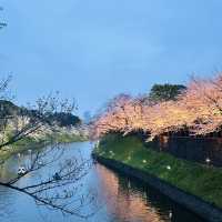 【桜スポット】千鳥ヶ淵の桜🌸