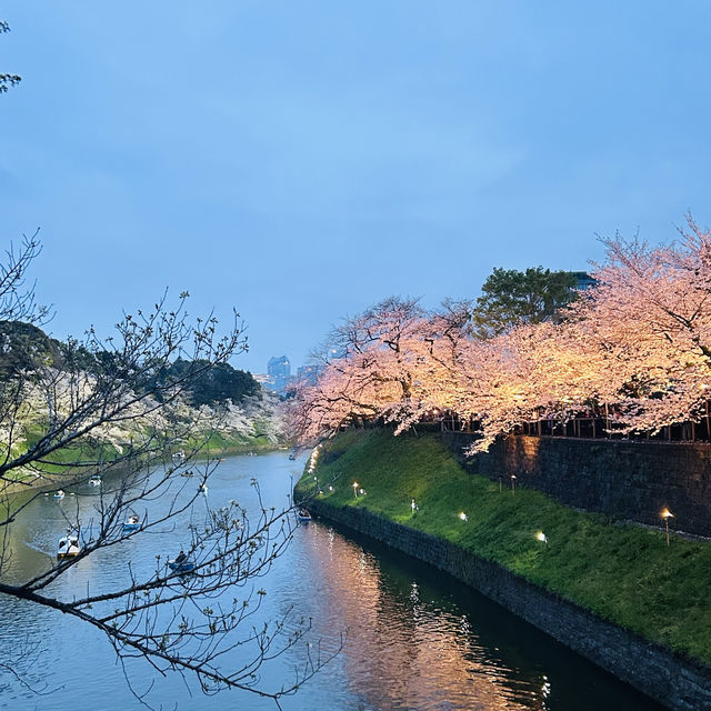 【桜スポット】千鳥ヶ淵の桜🌸