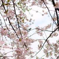 UNFORGETTABLE CHERRY BLOSSOM EXPERIENCE : JAPAN VERSION