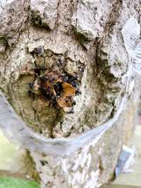 Buzzing with Fun: Exploring the Bee Farm and Insect World