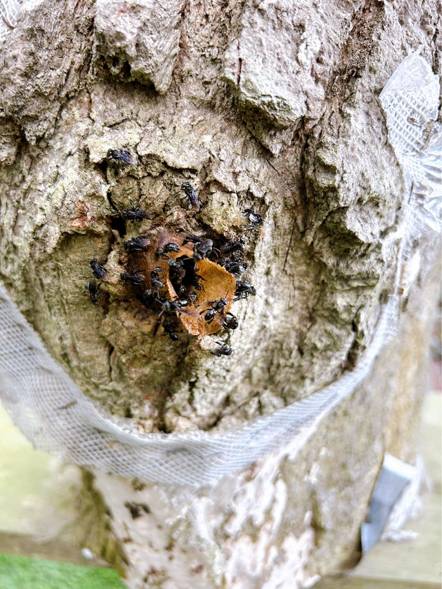 Buzzing with Fun: Exploring the Bee Farm and Insect World