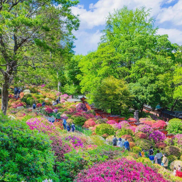 根津神社杜鵑花