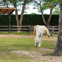 Rancho Charnvee ที่พักเข้าใหญ่ กิจกรรมเพียบ