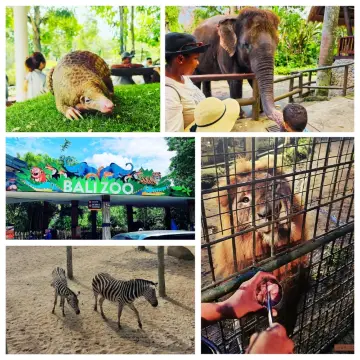 野生動物奇觀：巴厘島動物園近距離接觸的驚喜！