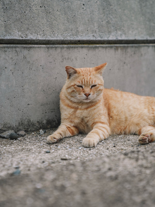 🇯🇵 福岡 絕對貓奴天堂！世界六大貓島之一 相島🐈🏝️