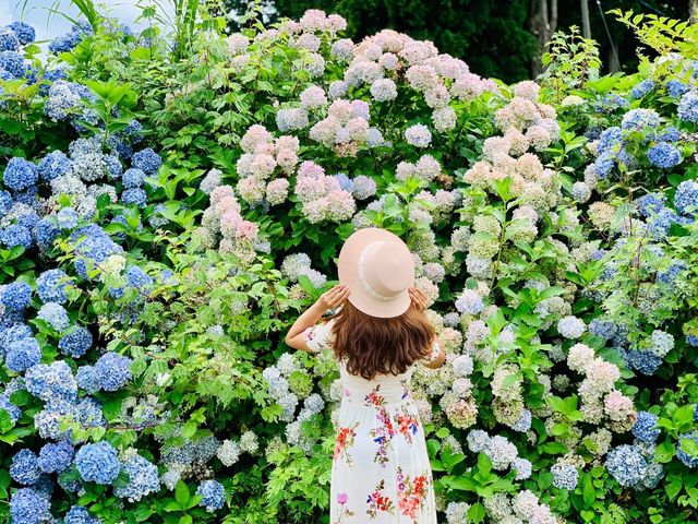 Ajisai @ Hydrangea in Niigata 