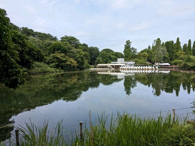 日本東京-夏日消暑好去處：井之頭恩賜公園