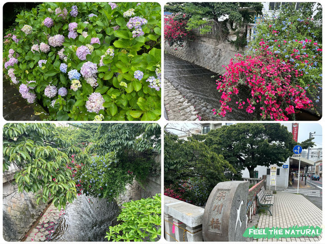 【🇯🇵東京近郊】熱海あたみ桜基準木，櫻花🌸迷必去‼️