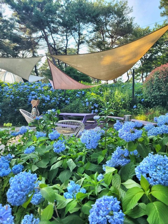 파란꽃길 걸으며 힐링하는 수국카페💙