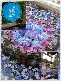 『あ、うん』？？？ご利益/世にも珍しい花井戸と花手水 長浜八幡宮と舎那院