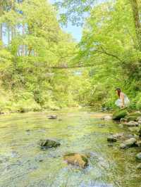 【福井県】福井のかずら橋で自然を満喫！🌿