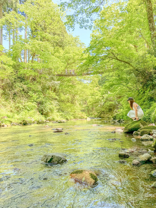 【福井県】福井のかずら橋で自然を満喫！🌿