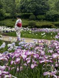 〜神奈川県〜相模原公園　あやめが綺麗な穴場スポット