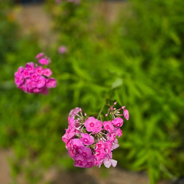 일본여행 홋카이도대학 식물원 北海道大学 植物園