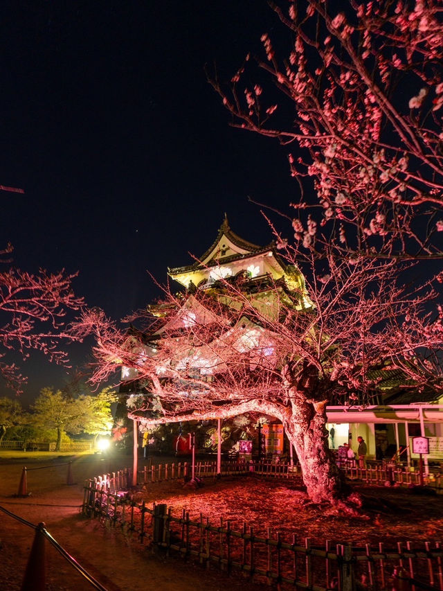 〜滋賀県〜彦根城ライトアップ✨花に包まれるpjマッピング