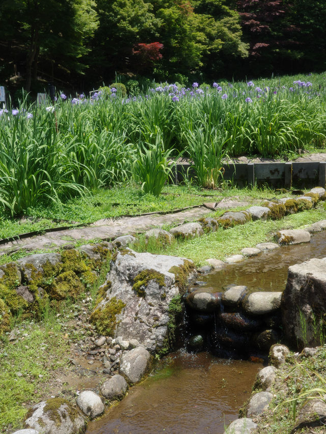 📍 卯辰山花菖蒲園/金沢