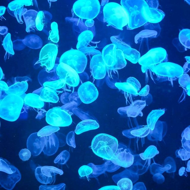 ทัวร์โลกใต้น้ำกับอควาเรียมบางแสนกันครับ 🪼🐠🦈