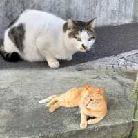 男木島-享受寫意海島時光、欣賞藝術和與貓貓為伴