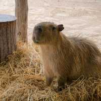 Alpacahill สรรค์ของคนรักสัตว์ที่ราชบุรี