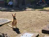 【鹿児島市平川動物公園】壮大な敷地で色んな動物を見に行こう🐨