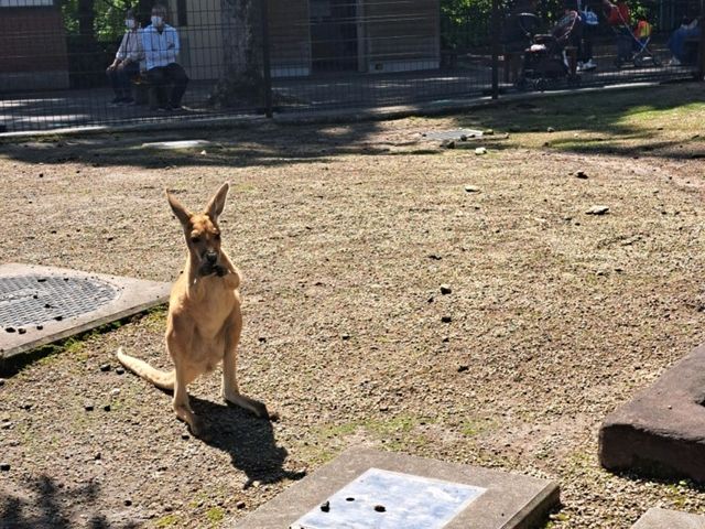 【鹿児島市平川動物公園】壮大な敷地で色んな動物を見に行こう🐨