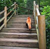 An Enchanting Encounter: Spotting Red Pandas in Panda Valley