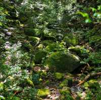 Beautiful Forest in Yakushima Island 