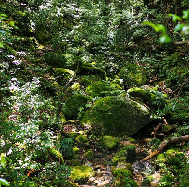 Beautiful Forest in Yakushima Island 