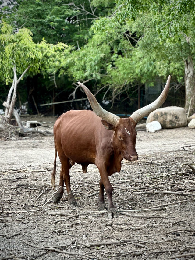 สวนสัตว์เปิด…🦏 เพลิดเพลินทั้งคนและสัตว์ 🦓