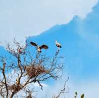 "Teluk Intan Bird View Cruise: A Scenic Journey for Birdwatching and Wildlife Encounters"