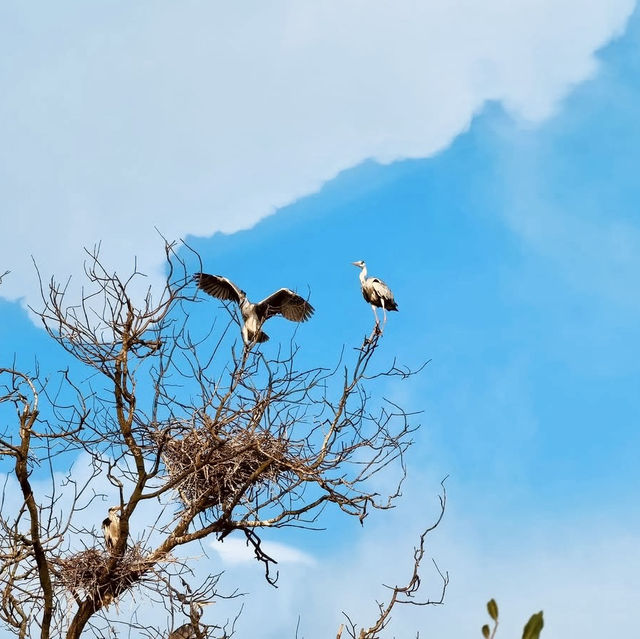 "Teluk Intan Bird View Cruise: A Scenic Journey for Birdwatching and Wildlife Encounters"
