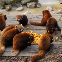 Chengdu Panda Reserve: A Close Encounter with China’s Gentle Giants