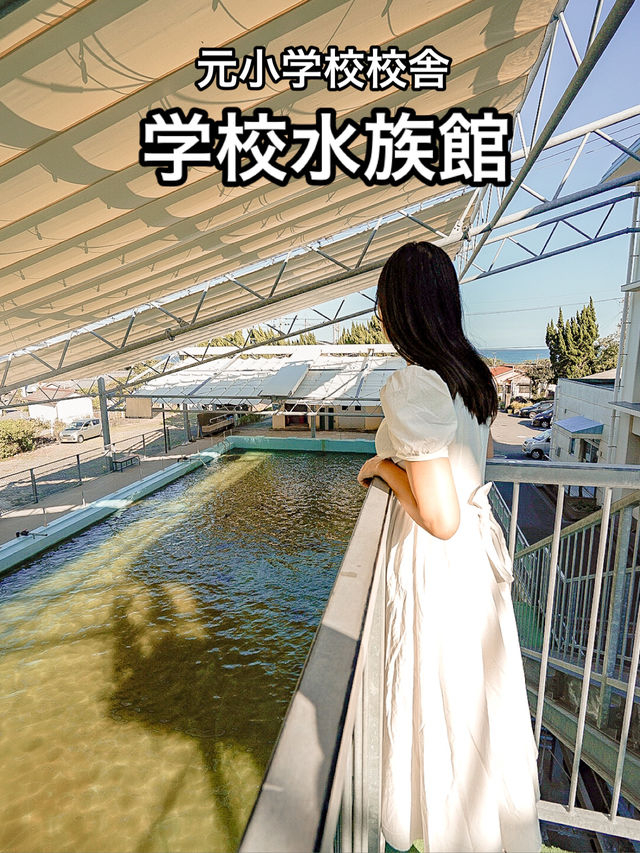 📍むろと廃校水族館