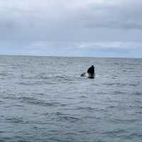 Into the Blue: Exploring Dyer Island’s Marine Marvels