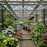 Camellia Hill Botanical Garden 