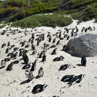 Penguin Paradise: Discover Boulders Beach