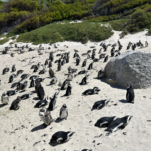 Penguin Paradise: Discover Boulders Beach