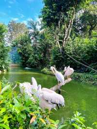 Outdoor Adventure at Singapore Zoo